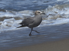 Leucophaeus modestus