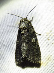 Acronicta afflicta