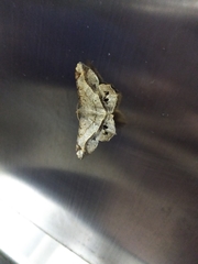 Chiasmia intermediaria