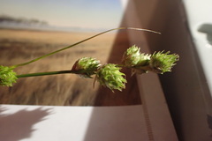 Carex gravida
