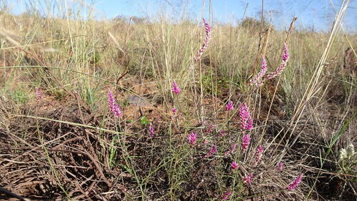 Image of Hermbstaedtia fleckii by (c) Paul Emms, some rights reserved (CC BY-SA)