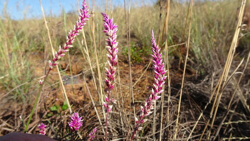 Image of Hermbstaedtia fleckii by (c) Paul Emms, some rights reserved (CC BY-SA)