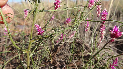Image of Hermbstaedtia fleckii by (c) Paul Emms, some rights reserved (CC BY-SA)