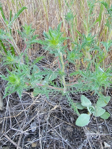 Image of Navarretia pubescens by (c) Colin J Pryor, some rights reserved (CC BY)