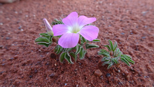 Image of Oxalis lawsonii by (c) Paul Emms, some rights reserved (CC BY-SA)