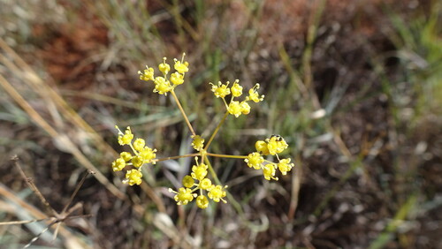 Nama Guezah (Deverra burchellii)