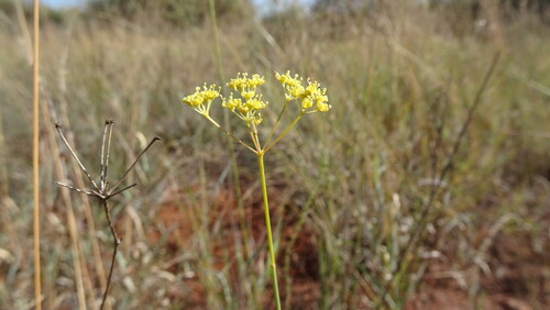 Image of Deverra burchellii by (c) Paul Emms, some rights reserved (CC BY-SA)