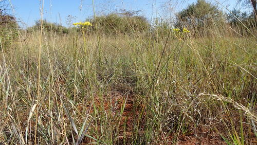 Image of Deverra burchellii by (c) Paul Emms, some rights reserved (CC BY-SA)