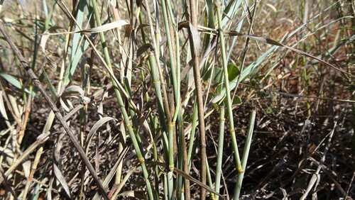 Image of Deverra burchellii by (c) Paul Emms, some rights reserved (CC BY-SA)