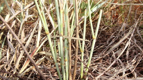 Image of Deverra burchellii by (c) Paul Emms, some rights reserved (CC BY-SA)