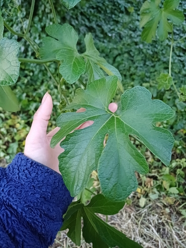 Cayaponia martiana