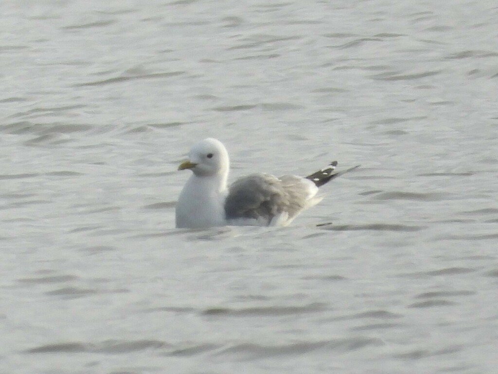 Common Gull from Новгородский р-н, Новгородская обл., Россия on May 10 ...