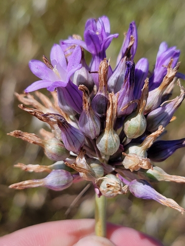 Image of Dichelostemma multiflorum by (c) Colin J Pryor, some rights reserved (CC BY)