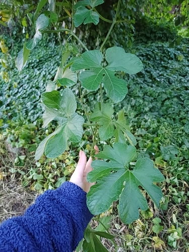 Cayaponia martiana, photograph 2