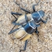 Humbug Namib Darkling Beetle - Photo (c) Kobus Visser, some rights reserved (CC BY-NC), uploaded by Kobus Visser
