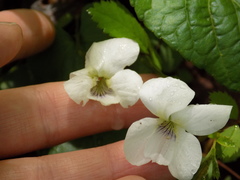 Viola striata