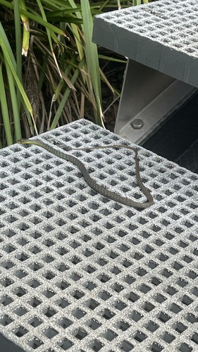 Common Tree Snake sighting