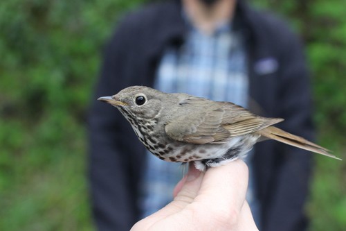 iNaturalist observation photo of Hermit Thrush