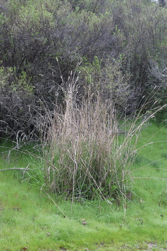 iNaturalist observation photo of grasses