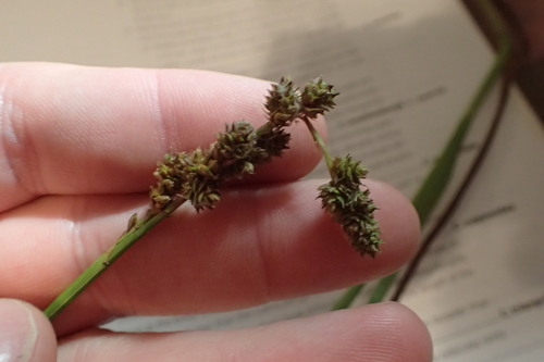 southern sedge (Carex austrina)