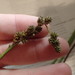 Carex austrina - Photo (c) Andy Newman,  זכויות יוצרים חלקיות (CC BY-NC), הועלה על ידי Andy Newman