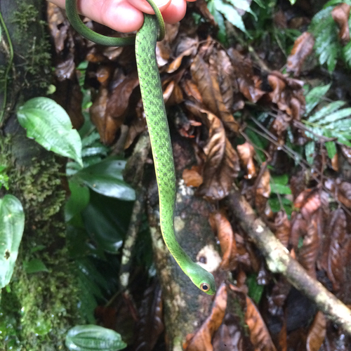 Lower-montane Green Racer