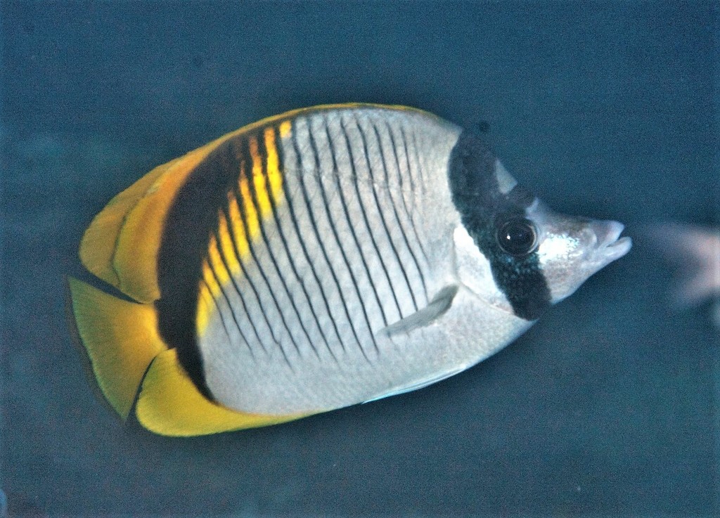 Lined Butterflyfish COTS Predators INaturalist