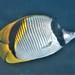 Lined Butterflyfish - Photo (c) John Sear, some rights reserved (CC BY-NC), uploaded by John Sear