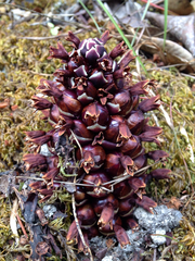 Kopsiopsis strobilacea