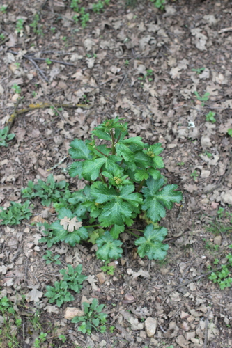 iNaturalist observation photo of Pacific Sanicle