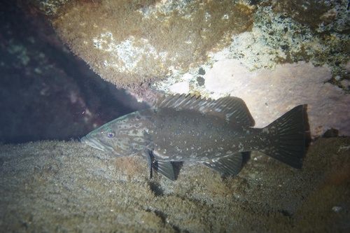 Island Grouper