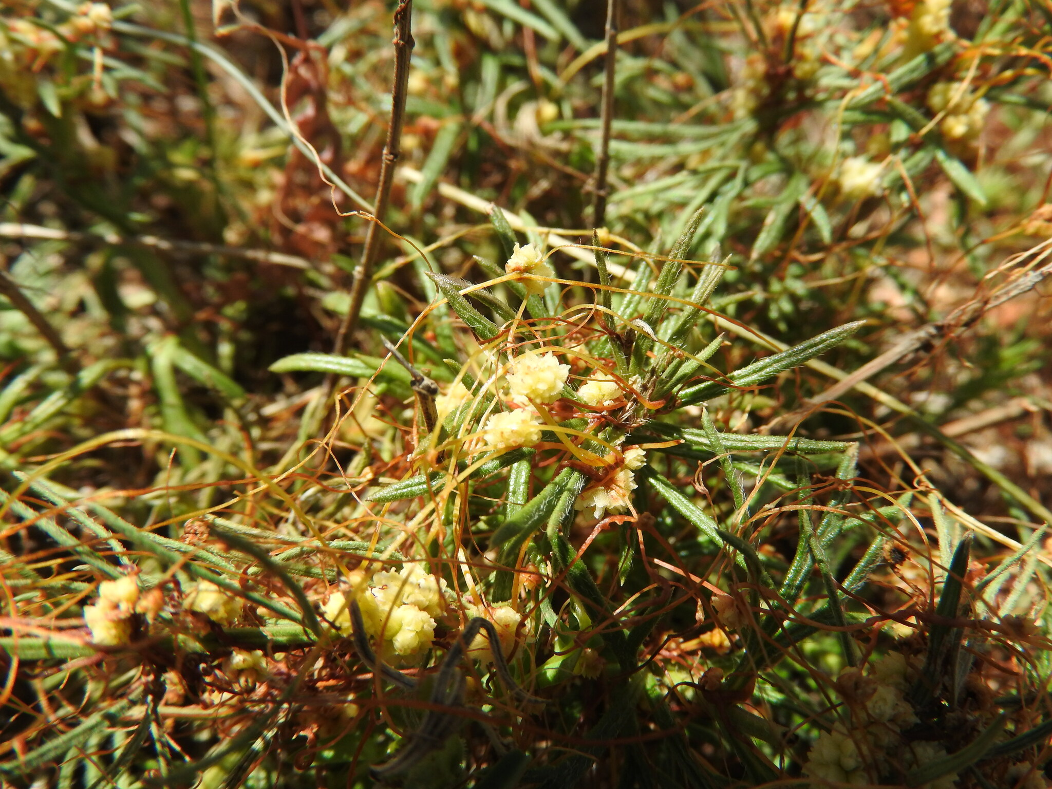 Cuscuta nivea