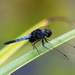 Blue Adjutant - Photo (c) Andrew Pierce, some rights reserved (CC BY-NC), uploaded by Andrew Pierce