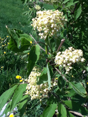 Sambucus racemosa racemosa