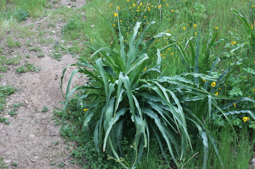 iNaturalist observation photo of wavy-leafed soap plant