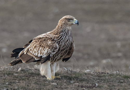 Aquila heliaca