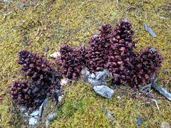 Kopsiopsis strobilacea