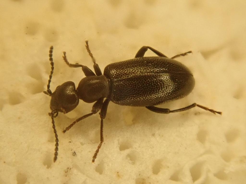 Anthicus ater