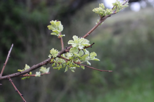 iNaturalist observation photo of valley oak