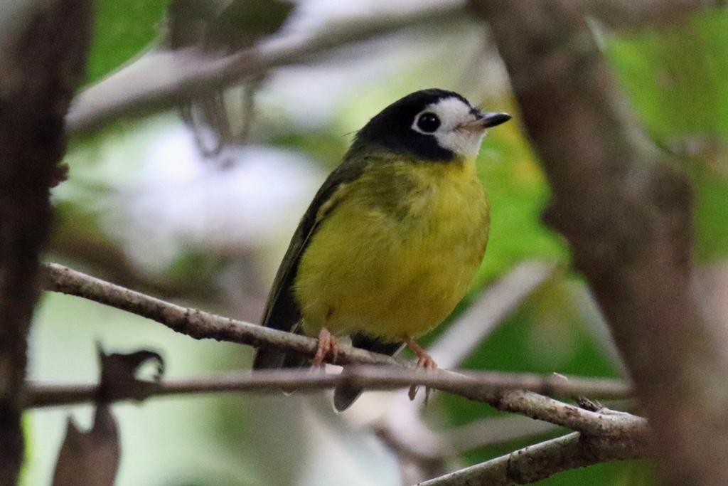 White-faced Robin from Iron Range, Lockhart QLD 4892, Australia on ...