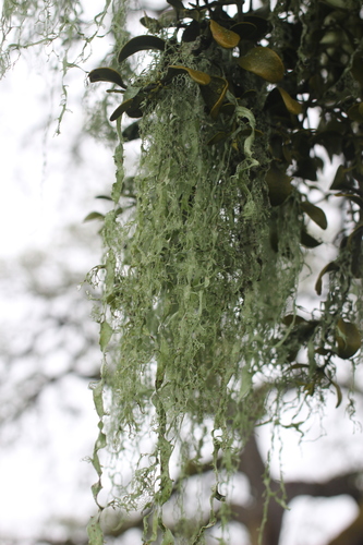 iNaturalist observation photo of lace lichen