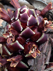 Kopsiopsis strobilacea