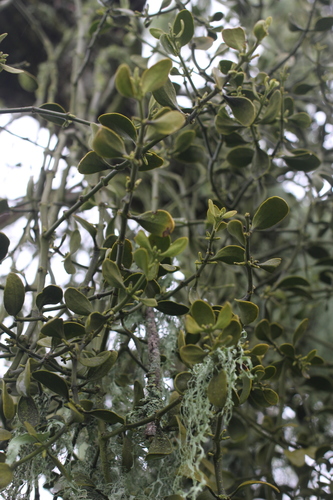 iNaturalist observation photo of oak mistletoe