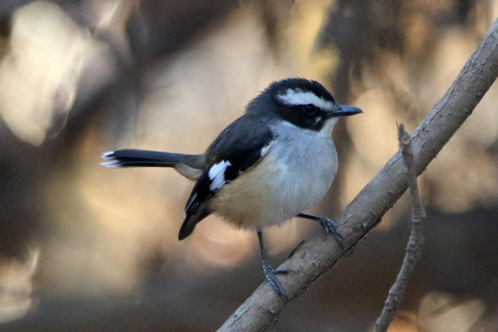 Buff-sided Robin from Borroloola NT 0854, Australia on August 1, 2018 ...