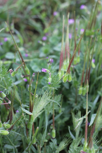 iNaturalist observation photo of Mediterranean Stork's-bill