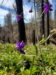Delphinium gracilentum