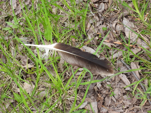 Plume de Aigle pomarin