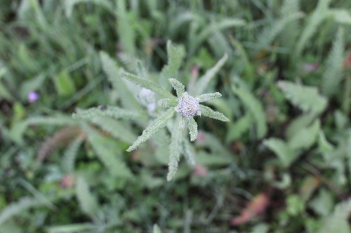 iNaturalist observation photo of common yarrow