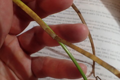Juncus nodatus