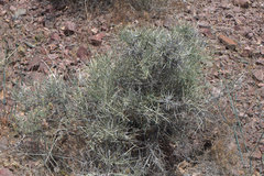 Ephedra funerea